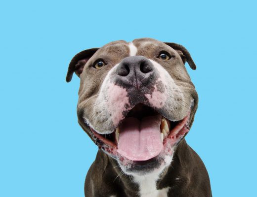 Le bonheur c'est quoi ? Chien qui sourit