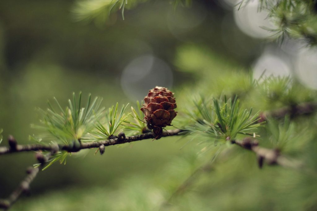 Mélèze, une des fleurs de Bach